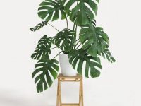 گیاه برگ انجیری نحوه مراقبت و شرایط نگهداری