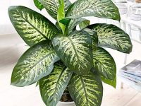 گیاه دیفن باخیا چگونه نگهداری می شود