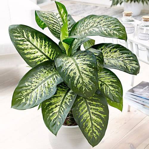 گیاه دیفن باخیا چگونه نگهداری می شود