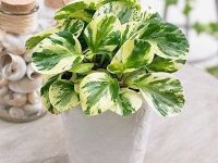 گیاه قاشقی چیست و راهکار مراقبت