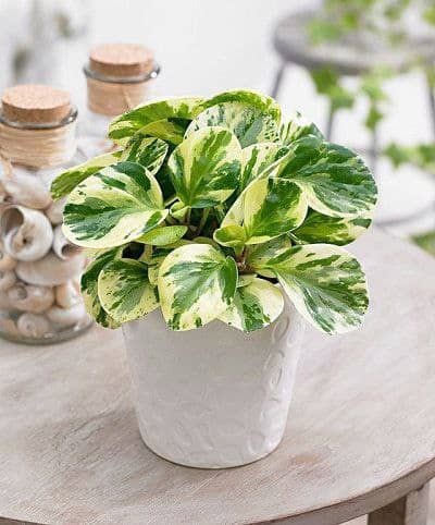 گیاه قاشقی چیست و راهکار مراقبت